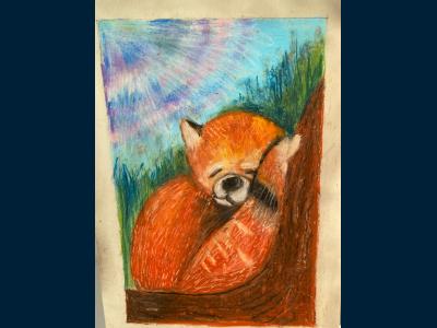Красная панда - «Огненная кошка»