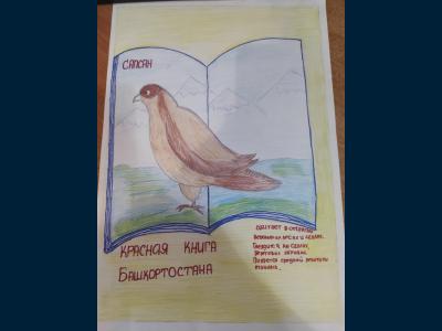 Птицы из Красной книги Башкортостана